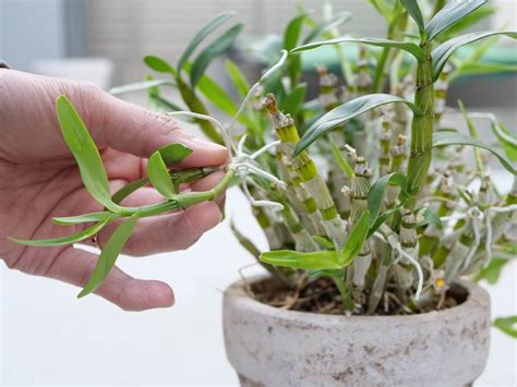 小型蘭|ミニ洋蘭の育て方！栽培・管理のポイント ｜ 植物の栽培のはて